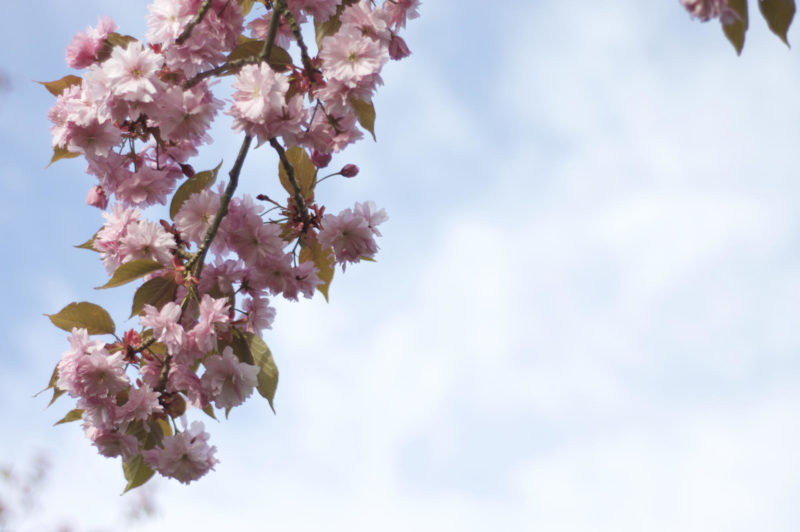 Spring Picnic Blossoms